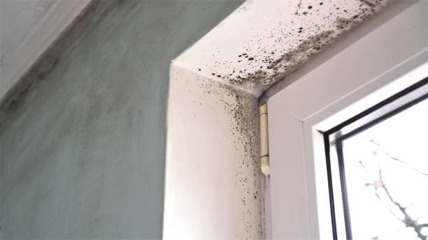 Best Emergency Mold Remediation in Hendron, KY