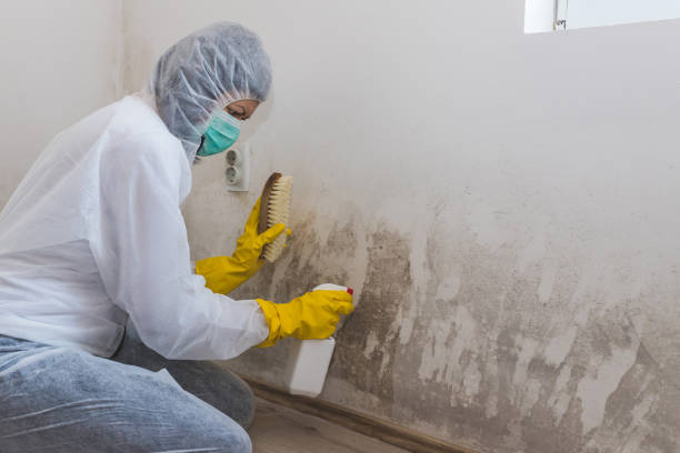 Best Attic Mold Remediation in Hendron, KY