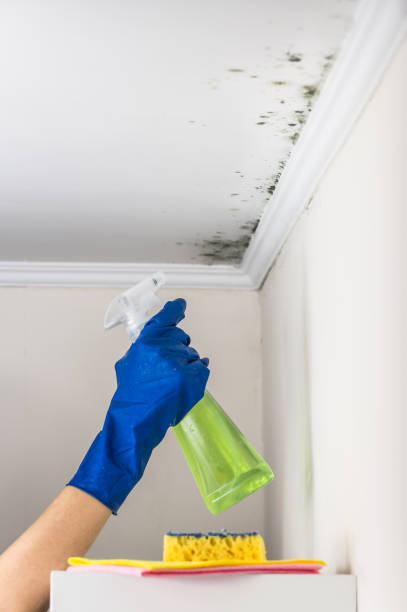 Best Localized Mold Remediation (e.g., coastal areas, humid climates) in Hendron, KY