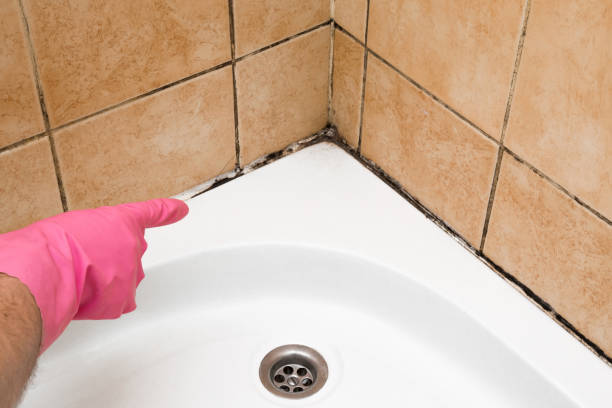 Best White Mold Remediation in Hendron, KY